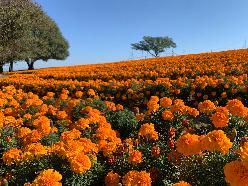 Hill of marigold