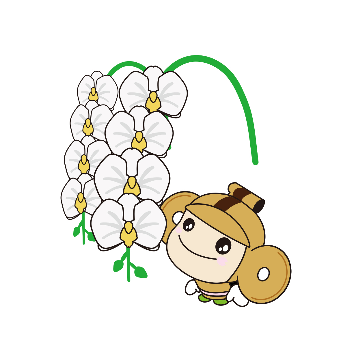胡蝶蘭