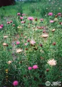 アメリカオニアザミの花が咲いている写真
