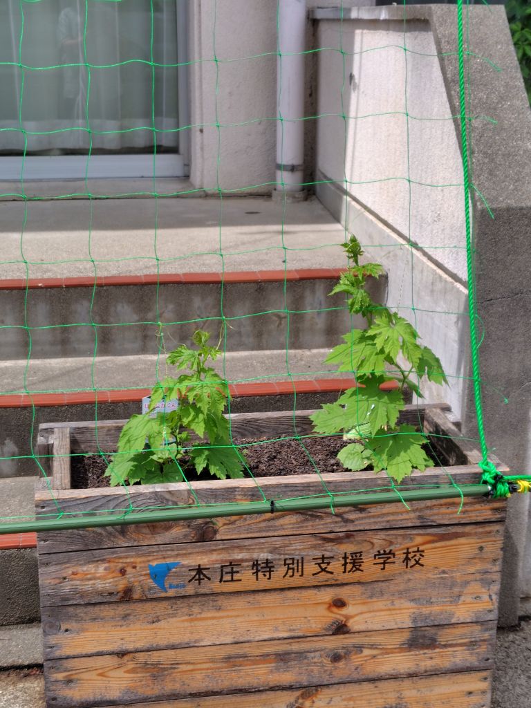 北泉公民館R070529ゴーヤの生育の様子2
