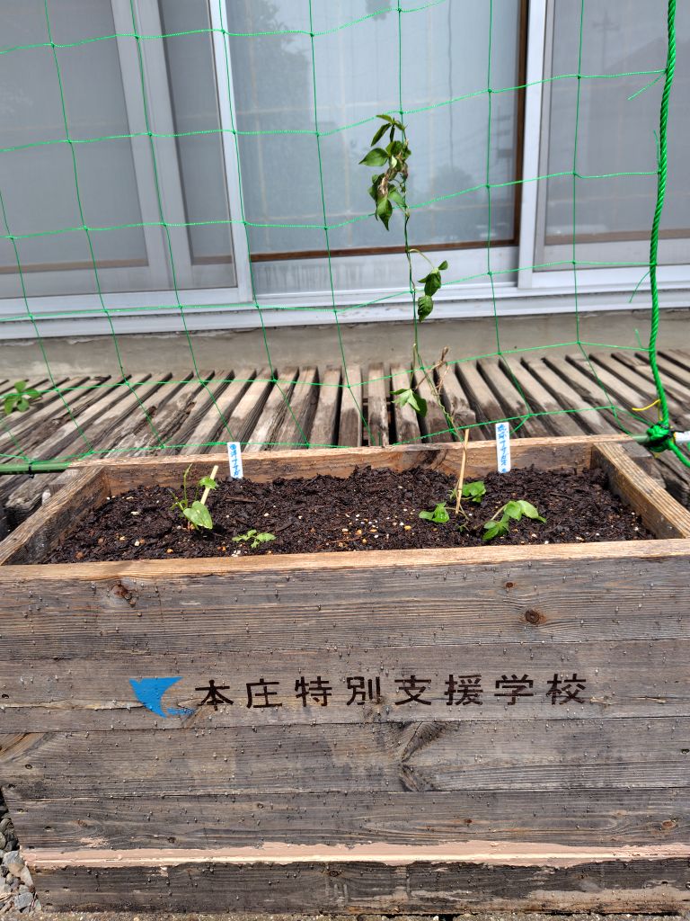 プランター(西洋朝顔、琉球朝顔)