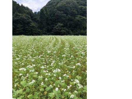 ソバ畑(いずみ亭南側の畑)