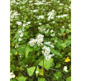 ソバの花(いずみ亭南側の畑)
