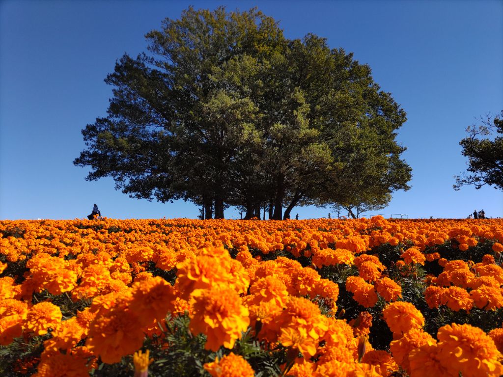 マリーゴールド開花状況