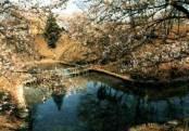 池の周りに草木が生い茂っている雉岡城跡の写真