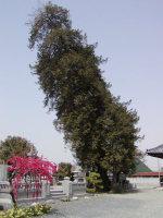 斜め上に伸びている保木野龍清寺のカヤの写真