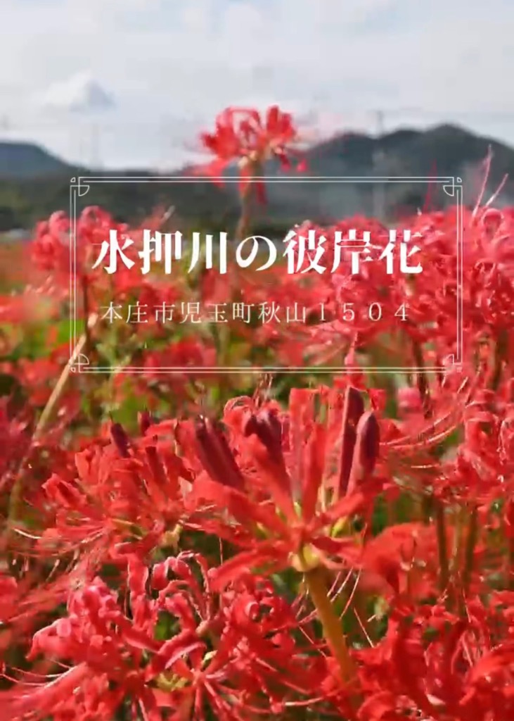 水押川の彼岸花