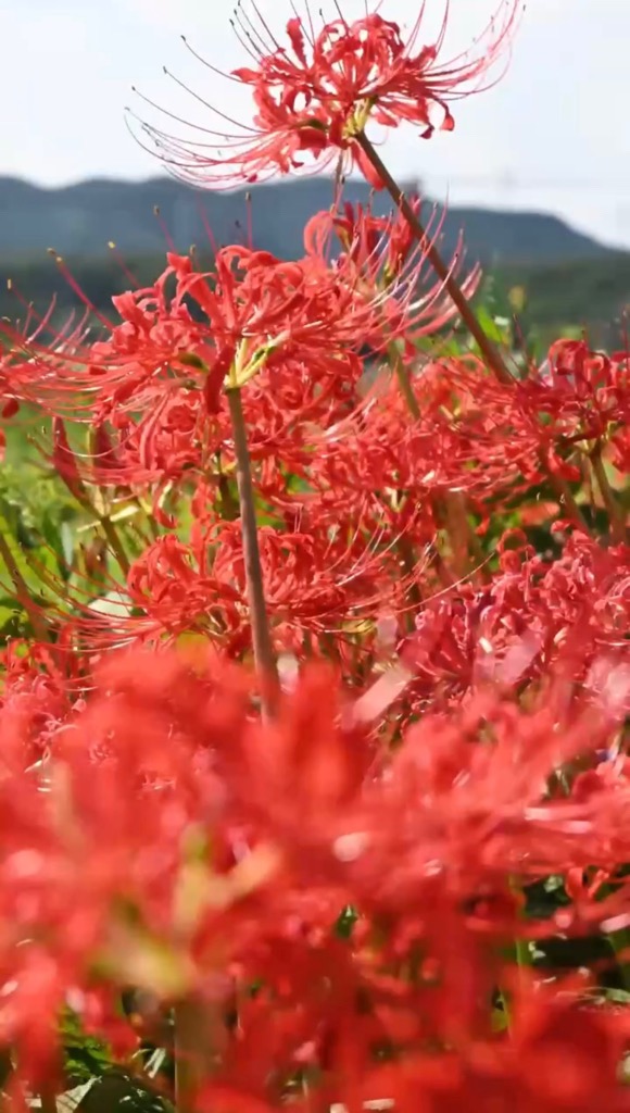 水押川の彼岸花5