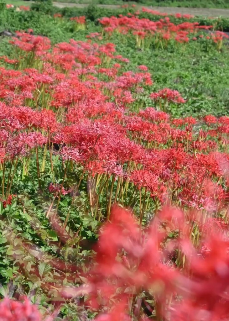 水押川の彼岸花2