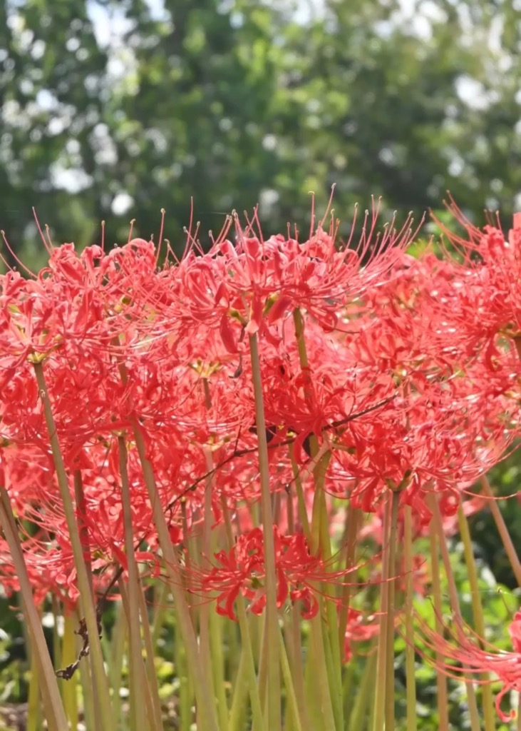 水押川の彼岸花3