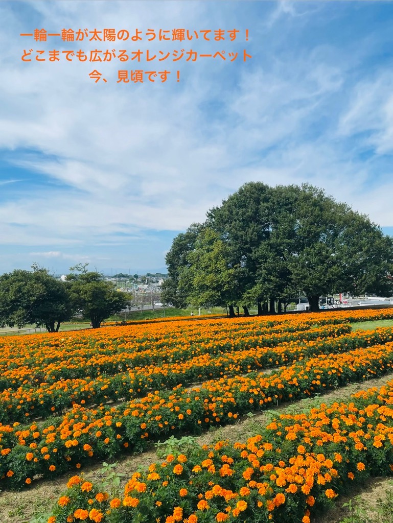 マリーゴールドの丘