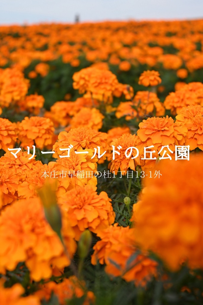 マリーゴールドの丘公園