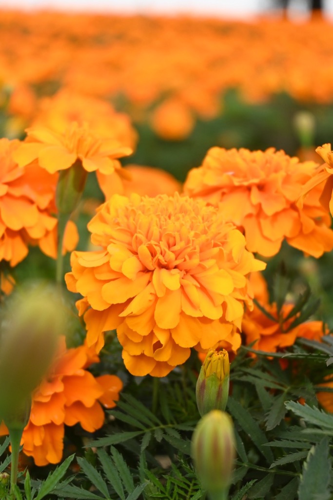 マリーゴールドの丘公園3