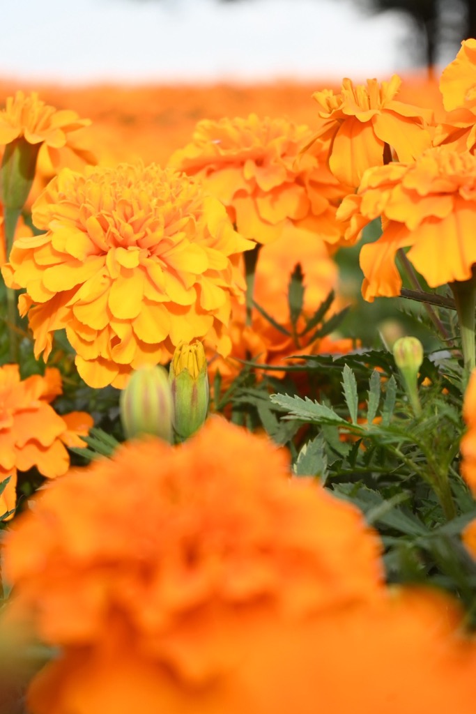 マリーゴールドの丘公園2