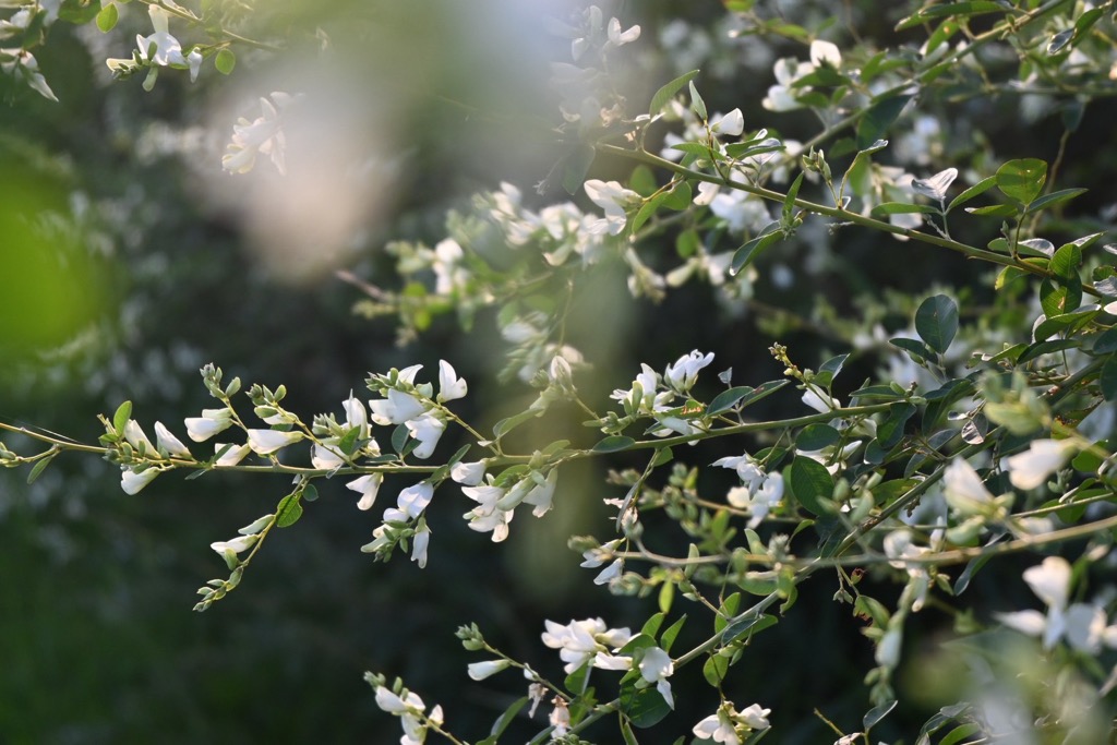 マリーゴールドの丘公園5