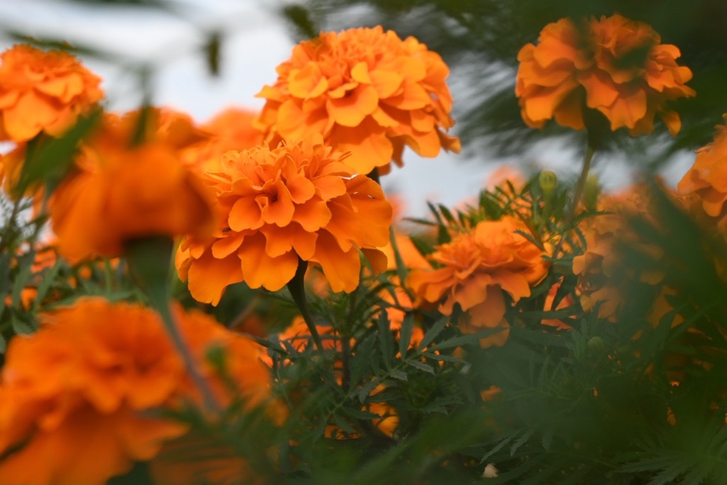 マリーゴールドの丘公園7