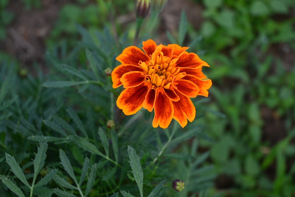 マリーゴールドの丘公園8