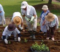 地域の人々が植物の苗を植えている写真