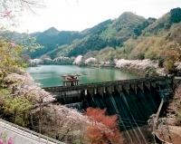間瀬湖の周りに植えられてある桜の木がピンク色の花を咲かせている風景写真