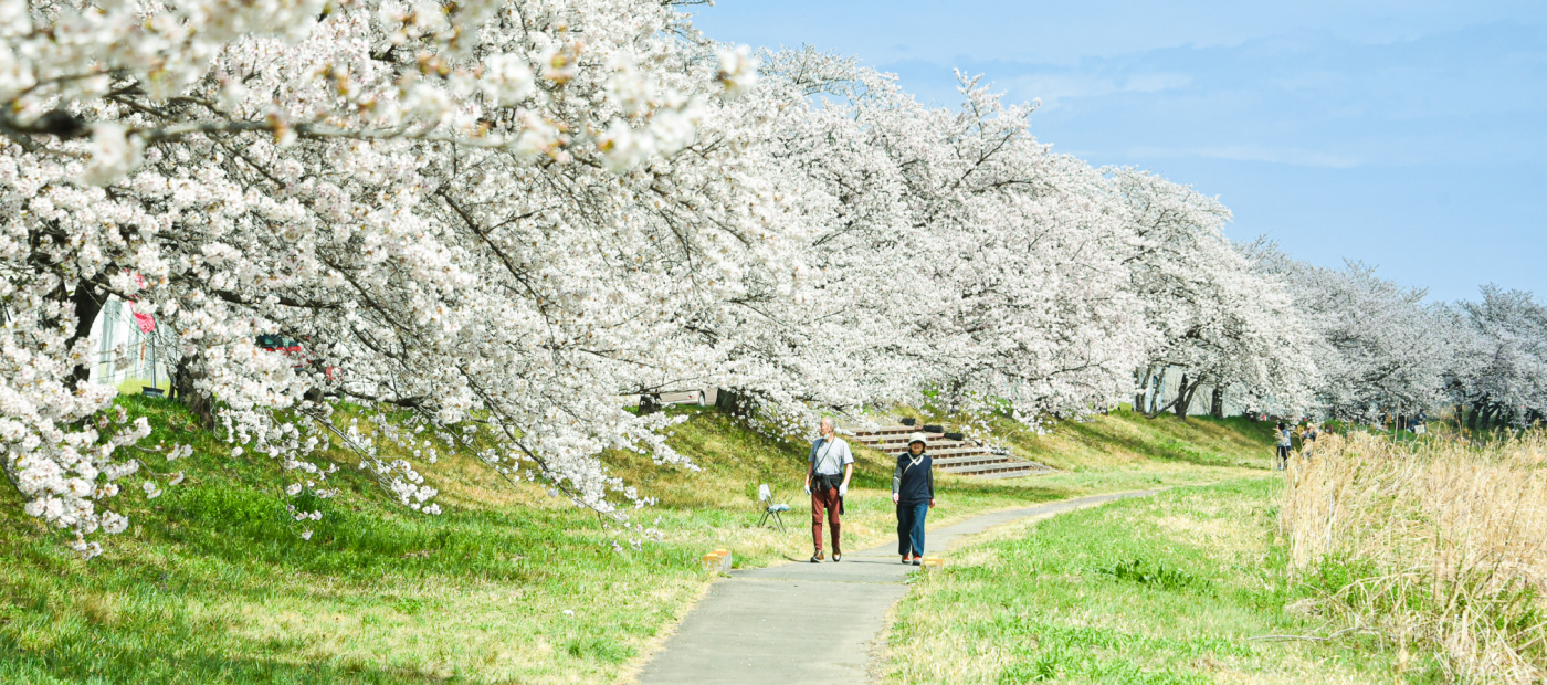 桜並木の様子、左側に桜があり中央の道を高齢の男女が歩いている