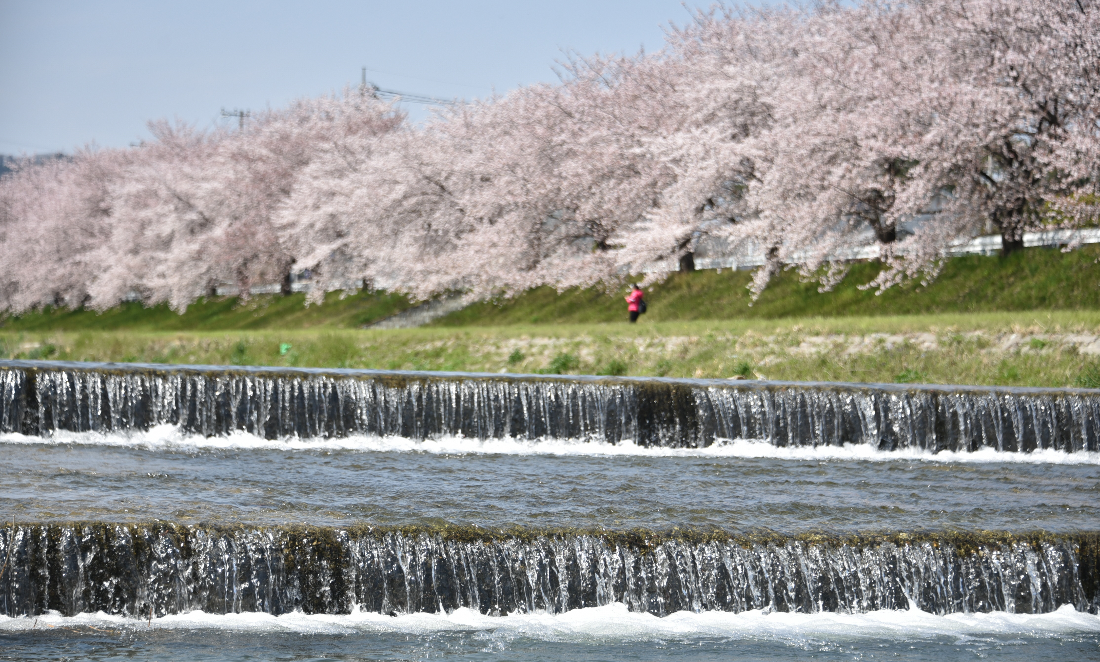 小山川の千本桜の写真