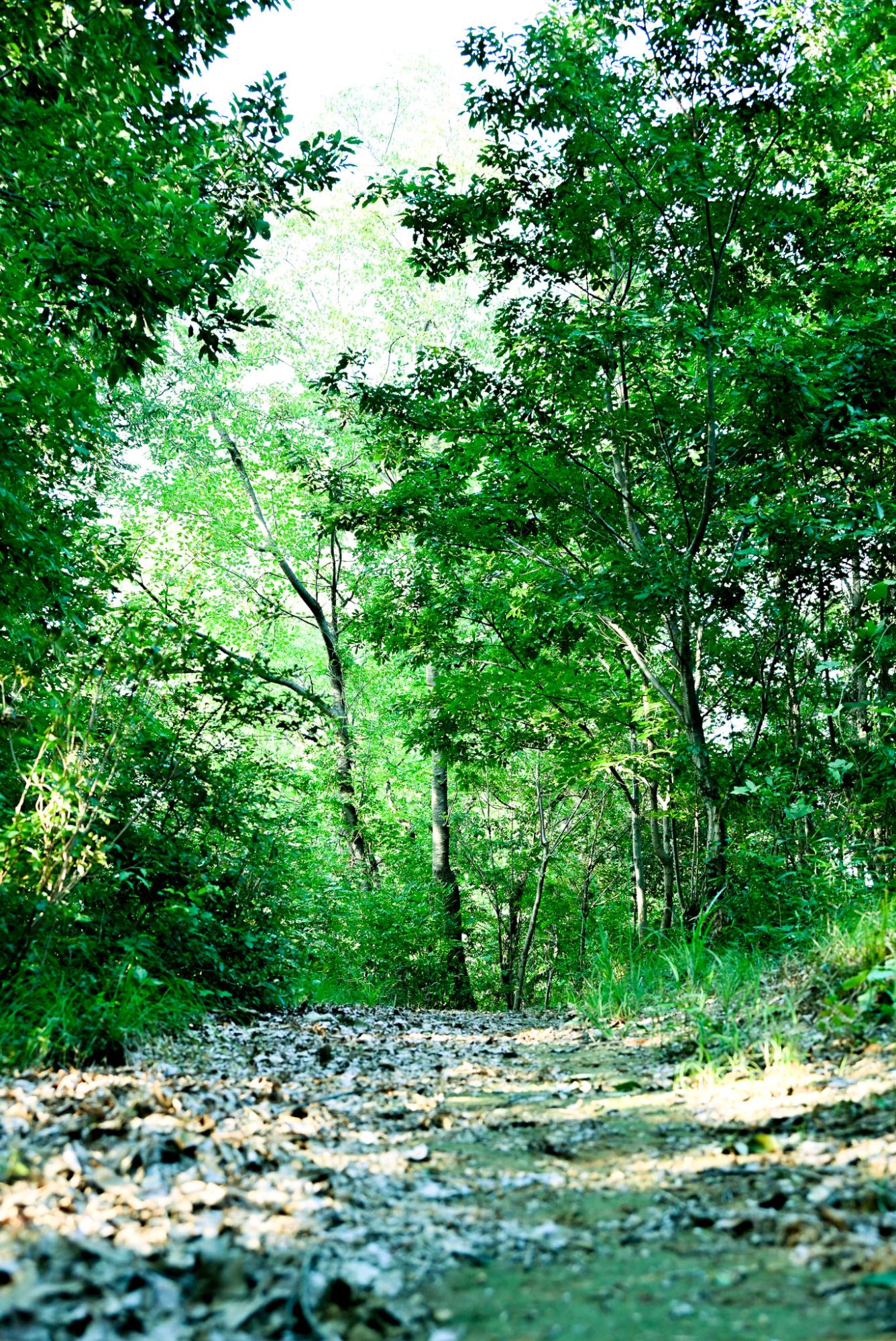 kodama8_PR