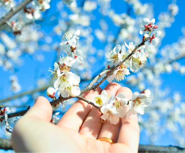 青空の下、指先に満開の桜の枝木がある