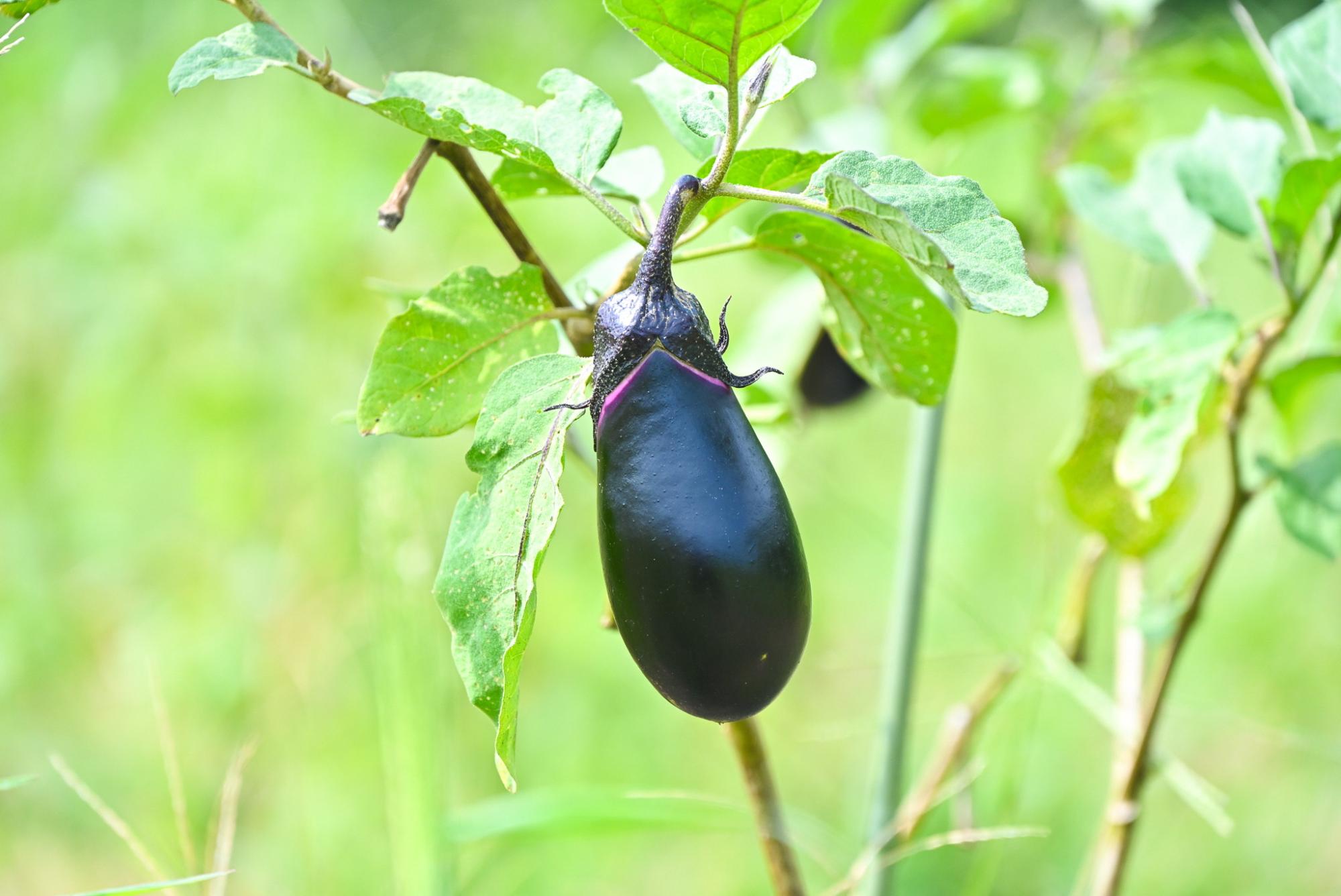 tamatowafarm4_PR