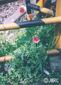 道路の隅に赤いナガミヒナゲシの花が咲いている写真