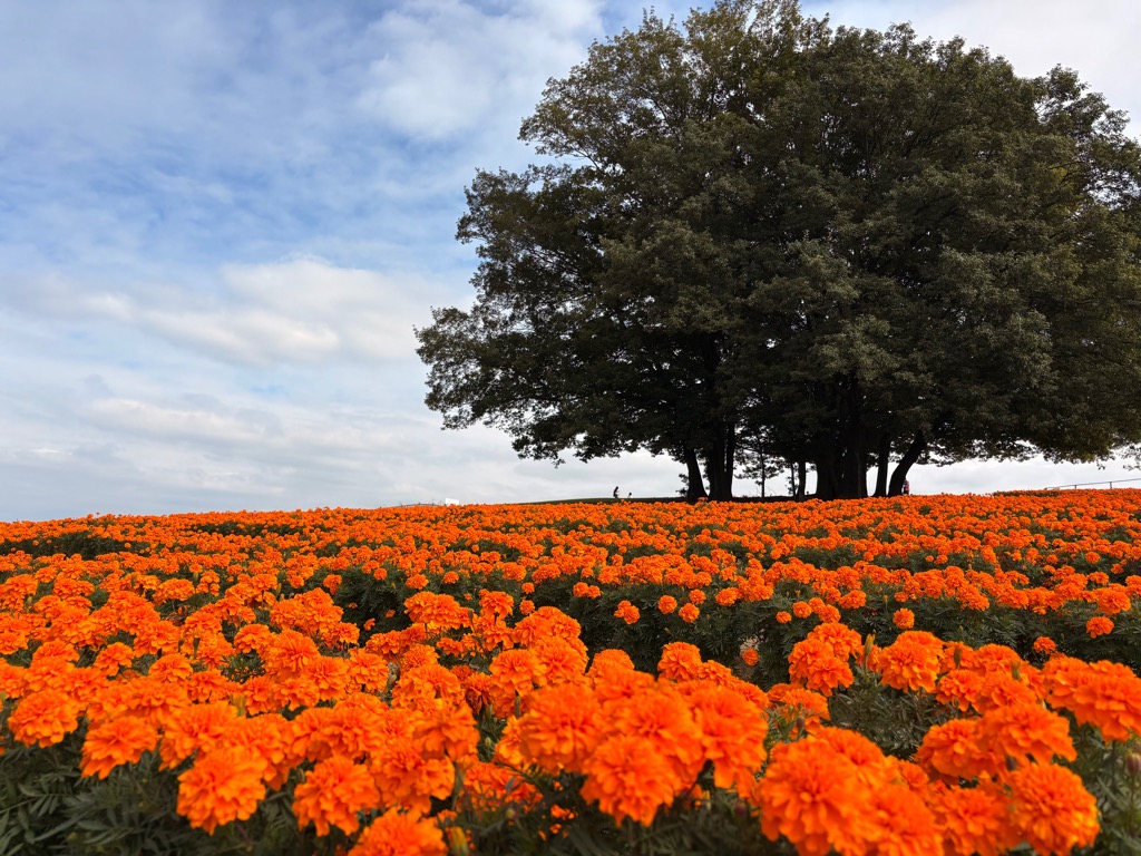 マリーゴールド開花状況