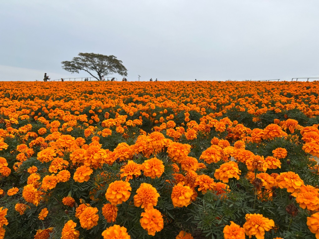 マリーゴールド開花状況