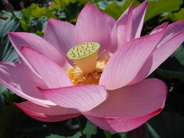ピンク色に咲いた蓮の花のアップの写真
