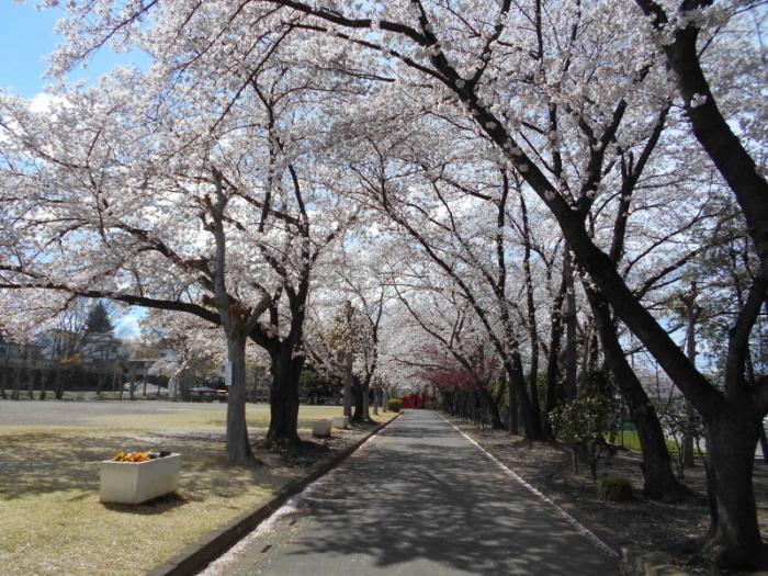 左側には広場があり散歩道に沿って満開の桜並木が続いている写真