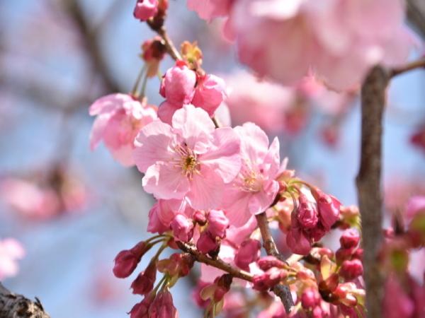 枝に咲いている桜の花と沢山の蕾の写真