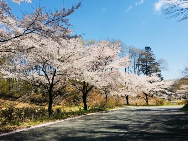 広い道路に沿って満開の桜の木が続いている写真