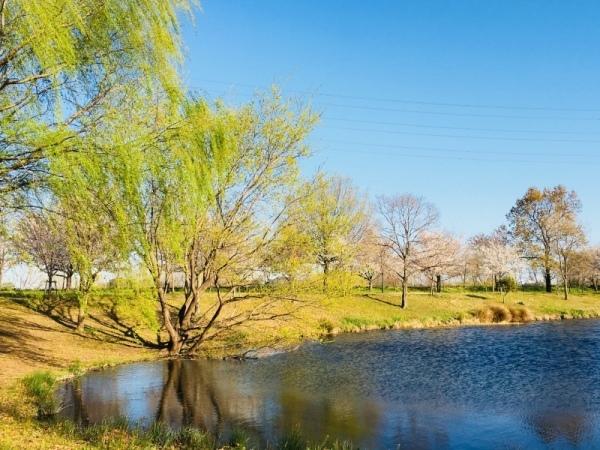 泉の周りに芝生と青々とした木が数十本植えられている写真