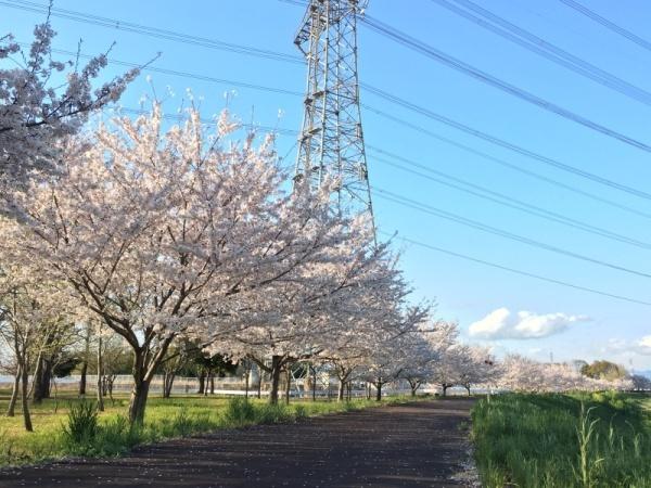 散歩道に沿って満開の桜の木が続いている写真