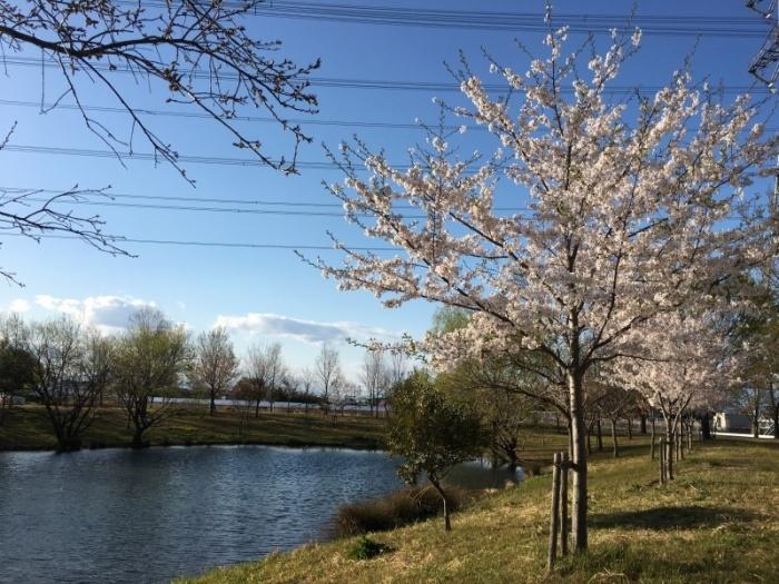 大きな湖の周りに芝生と数本の桜の木がある写真