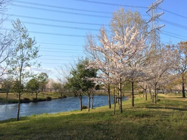 森の中に泉があり桜の木が等間隔に植えられている写真