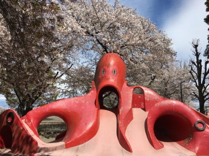 たこの形をした滑り台の遊具の奥に満開の桜が咲いている写真