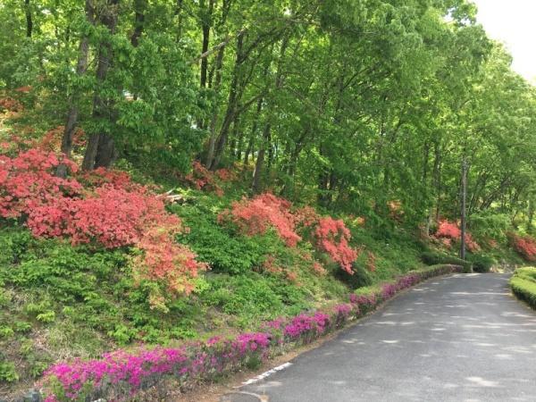 道の横の斜面にピンクや薄い赤色のツツジが咲いている写真