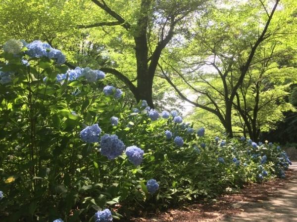 歩道の横に沢山の青いアジサイが咲いている写真