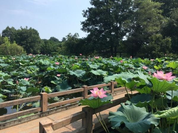 蓮の花が咲いている池に掛かっている橋の写真