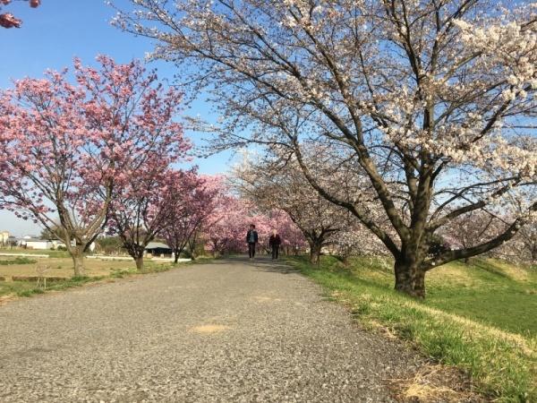 道を挟んで両側にピンクや白の桜並木が続いている写真