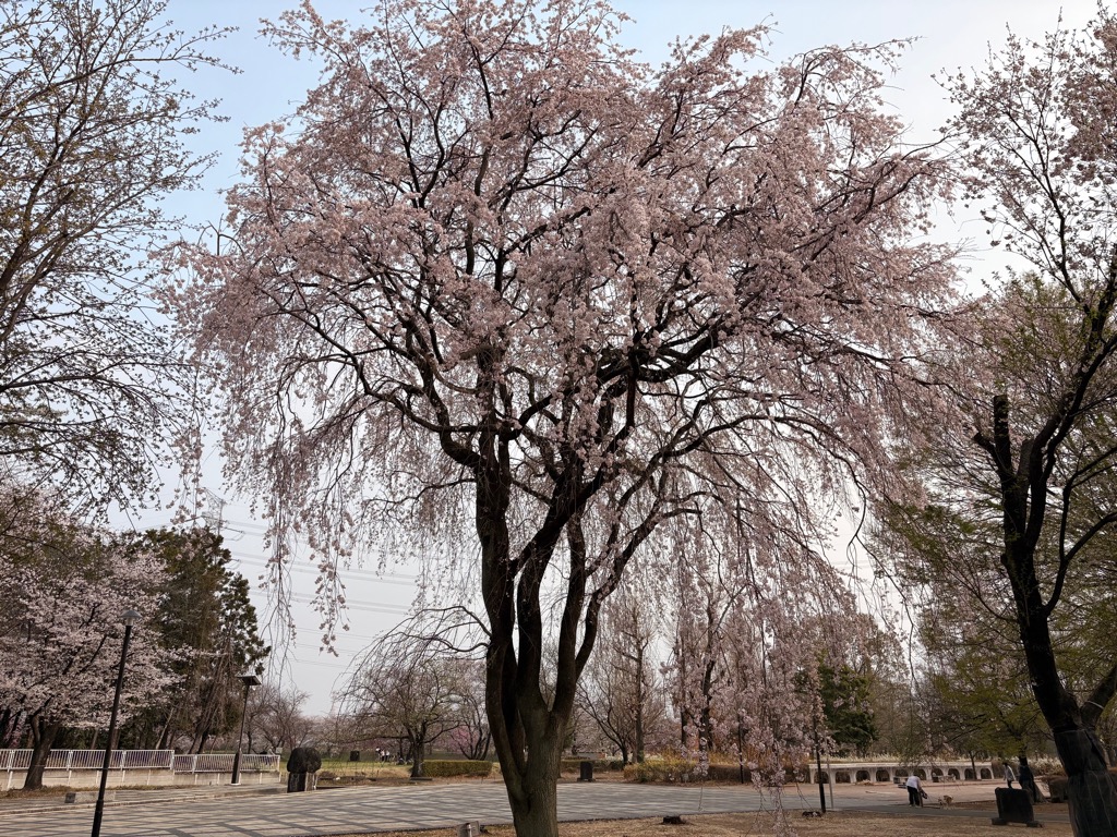 本庄総合公園に咲く枝垂桜の写真