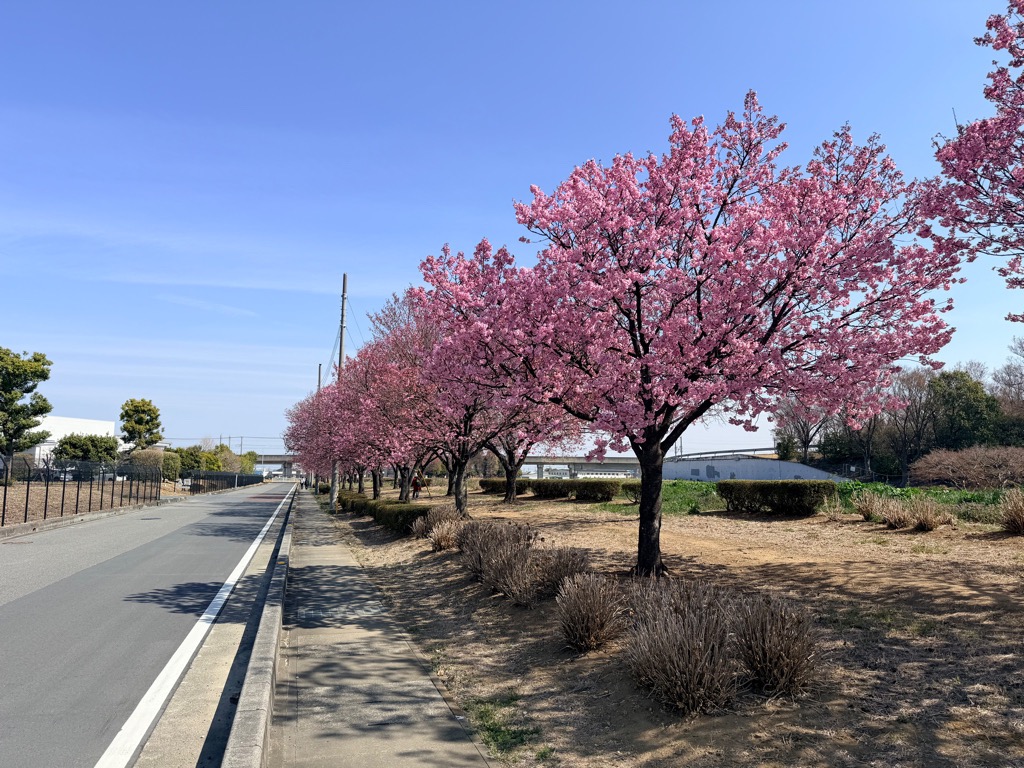 いまい台緑地に咲くピンクの陽光桜並木