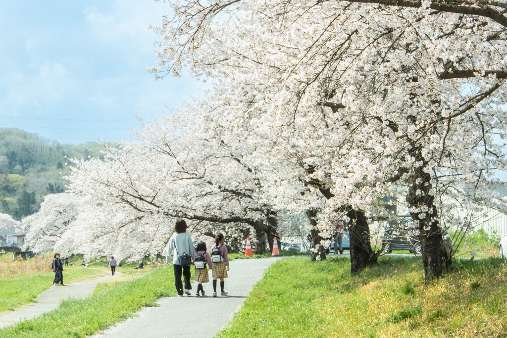 こだま千本桜