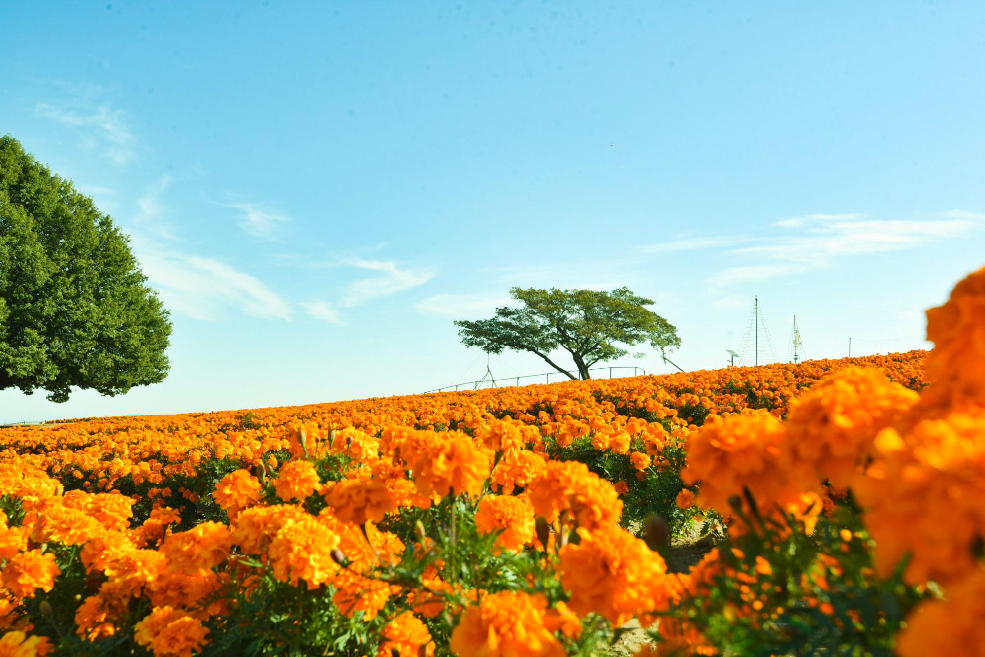 マリーゴールド