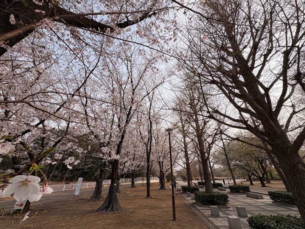 本庄総合公園に咲くソメイヨシノの写真