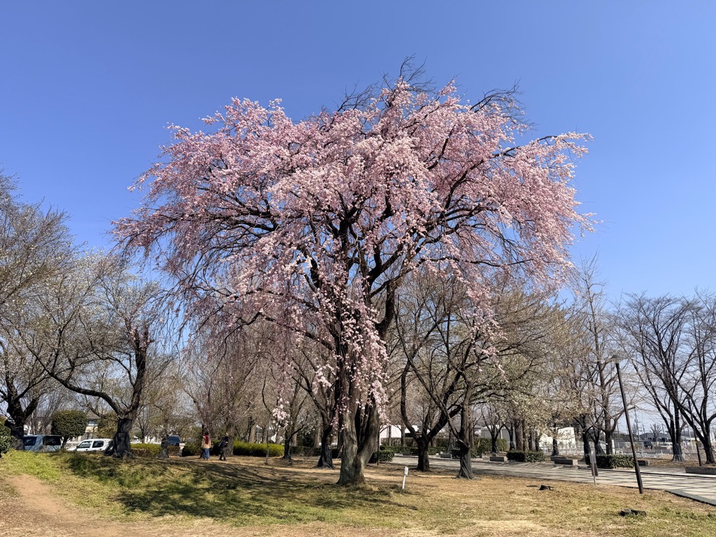 本庄総合公園に咲く枝垂桜の写真